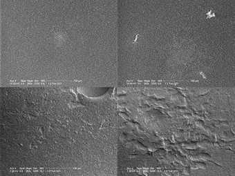 ESEM images of Golden titanium white on primed canvas, 2 min swab rolling. TL: control; TR: groomstick; BL: ethanol; BR: xylene, 200x